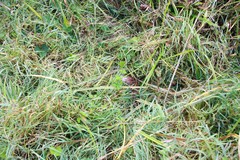 Geranium nepalense thunbergii