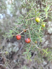 Juniperus navicularis
