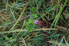 Geranium nepalense thunbergii