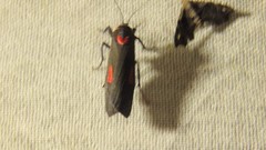 Cyana tettigonioides