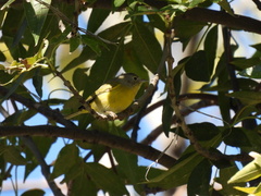 Leiothlypis ruficapilla