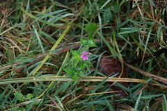 Geranium nepalense thunbergii