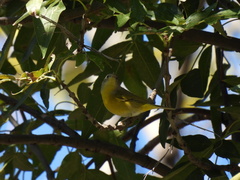 Leiothlypis ruficapilla