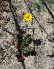 Pentachaeta aurea aurea