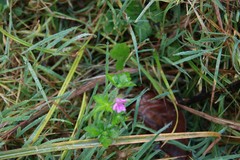 Geranium nepalense thunbergii