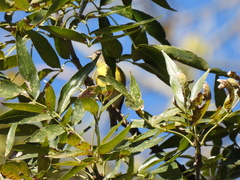 Leiothlypis ruficapilla
