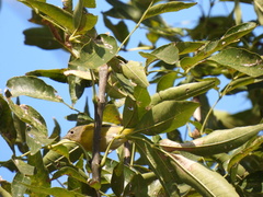 Leiothlypis ruficapilla