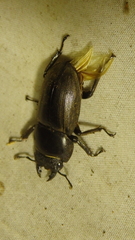Serrognathus bucephalus