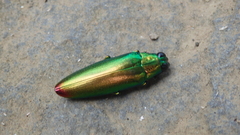 Chrysochroa fulminans