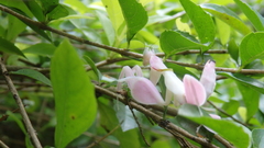 Hymenopus coronatus