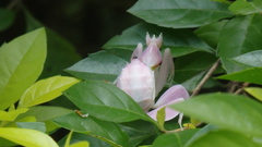 Hymenopus coronatus