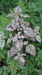 Hypoestes phyllostachya