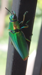 Chrysochroa fulminans