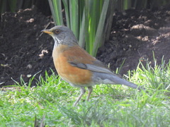 Turdus rufopalliatus