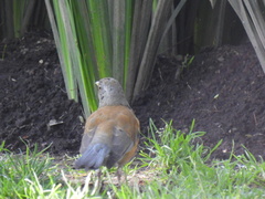 Turdus rufopalliatus