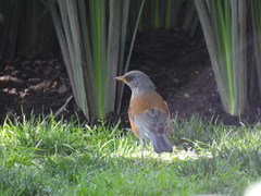 Turdus rufopalliatus