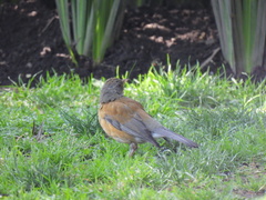 Turdus rufopalliatus