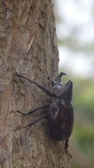 Xylotrupes gideon gideon