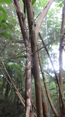 Tirachoidea biceps