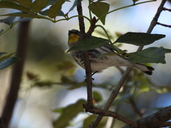 Setophaga coronata
