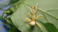Hymenopus coronatus
