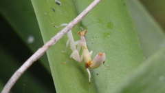 Hymenopus coronatus