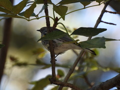 Setophaga coronata