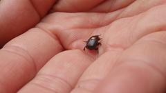 Parascatonomus semiaureus