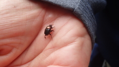 Parascatonomus semiaureus