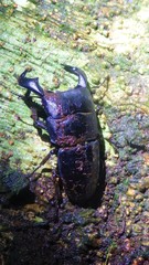 Serrognathus bucephalus