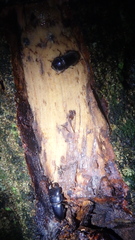 Serrognathus bucephalus