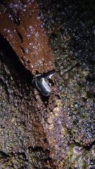 Serrognathus bucephalus