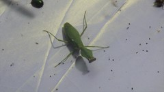 Rhombodera stalii