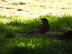 Turdus rufopalliatus