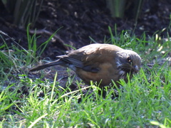 Turdus rufopalliatus