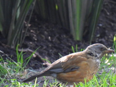 Turdus rufopalliatus