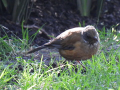 Turdus rufopalliatus