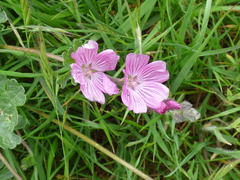 Sidalcea malviflora malviflora