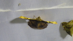 Fascellina chromataria