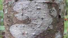 Phlyctis subuncinata