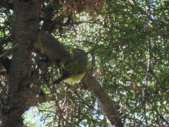 Leiothlypis ruficapilla