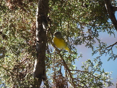 Leiothlypis ruficapilla