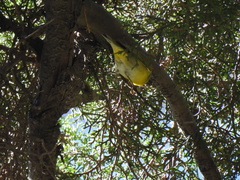 Leiothlypis ruficapilla