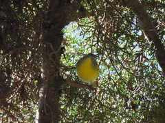 Leiothlypis ruficapilla
