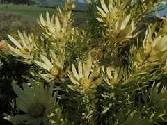 Leucadendron tradouwense