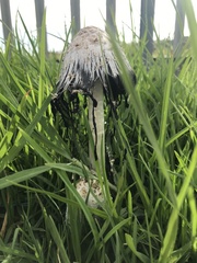 Coprinus comatus