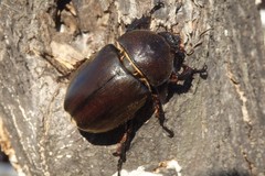 Xylotrupes gideon gideon