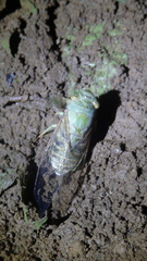 Dundubia