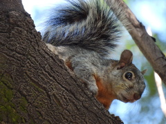Sciurus aureogaster