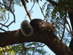 Sciurus aureogaster